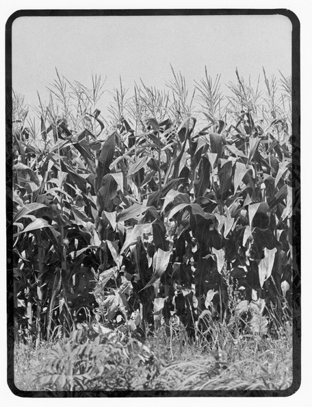 Kaplowitz-Hw-1976c-Broad-east-Corn-Field-KDK_14.jpg